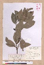 Cryptocarya concinna Hance 海南厚殼桂