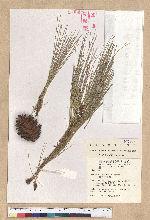 Pinus taiwanensis Hayata 臺灣二葉松