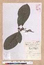 Litsea akoensis Hayata 屏東木薑子