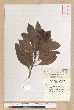 Machilus thunbergii Siebold & Zucc. 紅楠(豬腳楠)
