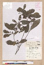Litsea hypophaea Hayata 小梗木薑子(黃肉樹)