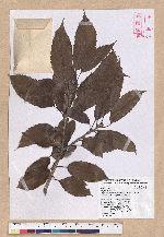 Cyclobalanopsis stenophylloides (Hayata) Kudo & Masamune ex Kudo 狹葉櫟