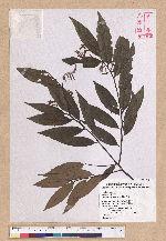 Castanopsis hystrix A. DC. 火燒柯