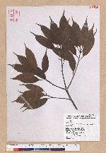 Cyclobalanopsis sessilifolia (Blume) Schottky 毽子櫟