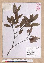 Litsea coreana H. Levl. 鹿皮斑木薑子