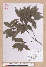 Cyclobalanopsis glauca (Thunb.) Oerst. 青剛櫟