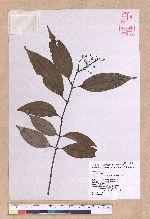 Cinnamomum osmophloeum Kanehira 土肉桂
