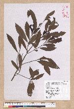 Litsea hypophaea Hayata 小梗木薑子(黃肉樹)