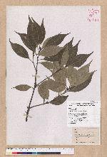 Pasania rhombocarpa Hayata 菱果石櫟