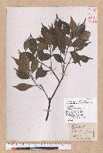 Pasania konishii (Hayata) Schottky 油葉石櫟