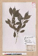 Pasania kodaihoensis (Hayata) Li 后大埔石櫟