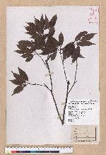 Cyclobalanopsis longinux (Hayata) Schott. 錐果櫟