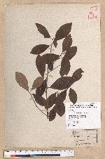 Litsea morrisonensis Hayata 玉山木薑子