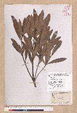 Pasania dodonaeifolia (Hayata) Hayata 柳葉柯