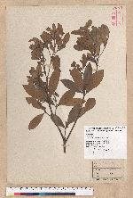 Litsea hypophaea Hayata 小梗木薑子(黃肉樹)