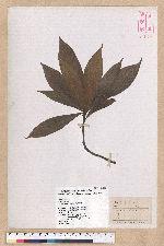 Litsea nakaii Hayata 長果木薑子