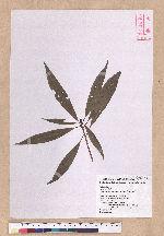 Litsea acuminata (Blume) Kurata 長葉木薑子