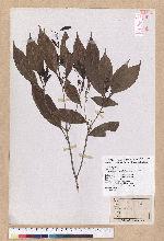 Cyclobalanopsis repandaefolia (Liao) Liao 波緣葉櫟