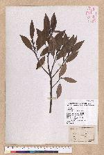 Litsea coreana H. Levl. 鹿皮斑木薑子