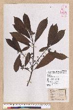 Litsea elongata (Wall. ex Nees) Benth. et Hook. f. var. mushaensis (Hayata) J. C. Liao 霧社木薑子