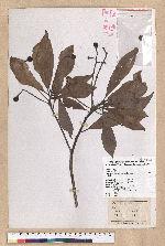 Machilus japonica Siebold et Zucc. var. kusanoi (Hayata) Liao 大葉楠