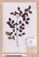 Lindera akoensis Hayata 內冬子