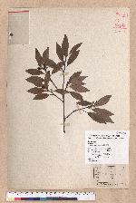 Litsea coreana H. Levl. 鹿皮斑木薑子