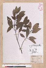 Litsea coreana H. Levl. 鹿皮斑木薑子