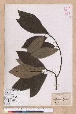 Lindera megaphylla Hemsl. 大葉釣樟