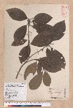 Litsea akoensis Hayata 屏東木薑子