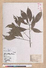 Pasania glabra (Thunb.) Oerst. 子彈石櫟