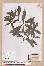 Litsea hypophaea Hayata 小梗木薑子(黃肉樹)