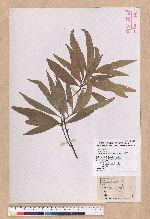 Pasania ternaticupula (Hayata) Schott 三斗石櫟
