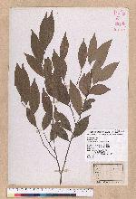 Lindera communis Hemsl. 香葉樹