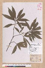 Pasania ternaticupula (Hayata) Schott 三斗石櫟