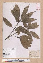 Pasania harlandii (Hance) Oersted 短尾柯