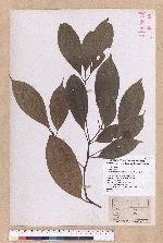 Cinnamomum micranthum (Hayata) Hayata 冇樟