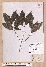 Beilschmiedia erythrophloia Hayata 瓊楠