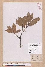 Pasania ternaticupula (Hayata) Schott 三斗石櫟