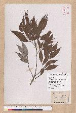 Cyclobalanopsis salicina (Blume) Oerstedt 白背櫟