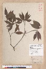Litsea lii Chang var. nunkao-tahangensis (Liao) Liao 能漢木薑子