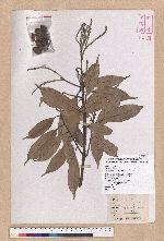 Pasania glabra (Thunb.) Oerst. 子彈石櫟