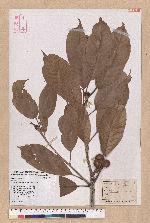 Pasania kawakamii (Hayata) Schott. 大葉石櫟