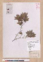 Quercus tarokoensis Hayata 太魯閣櫟