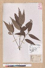 Lithocarpus amygdalifolius (Skan ex Forbes & Hemsl.) Hayata 杏葉石櫟