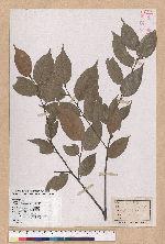 Castanopsis kawakamii Hayata 大葉苦櫧