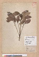 Cyclobalanopsis championii (Benth.) Oerst. ex Schott. 嶺南椆