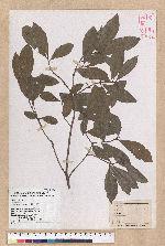 Litsea hypophaea Hayata 小梗木薑子(黃肉樹)