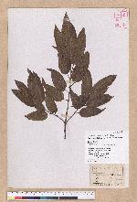 Quercus tatakaensis Tomiya 銳葉高山櫟