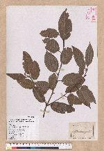 Quercus tatakaensis Tomiya 銳葉高山櫟